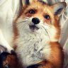 Lazy_Fox